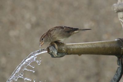 A la claire fontaine, m'en allant voleter, j'ai trouv l'eau si belle que je me suis abreuv...