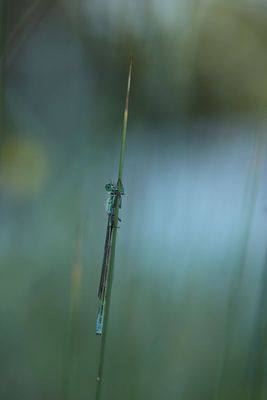 IMG_4420