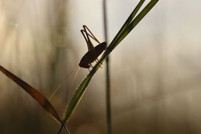 Sauterelles - Grasshoppers