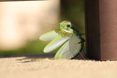 IMG_6226