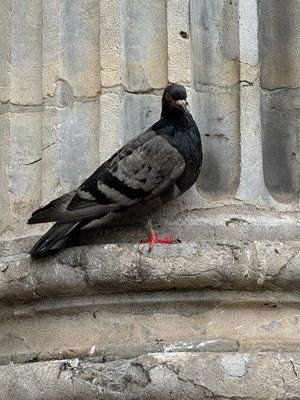 IMG_0822