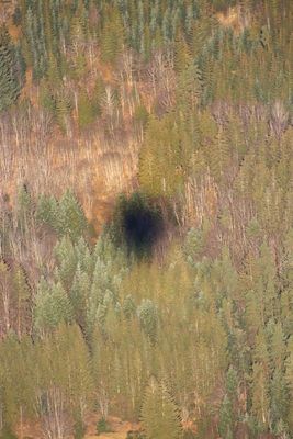 Abstract picture with our ballon's shadow in the trees - Image abstraite de l'ombre de notre ballon dans les sapins