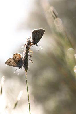 Papillons - Butterflies of our region