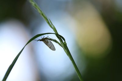 Insectes