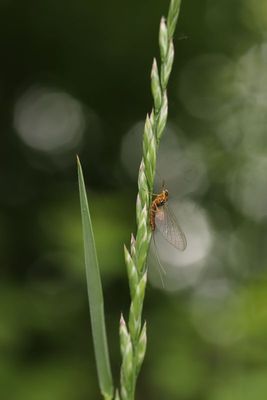 Insectes
