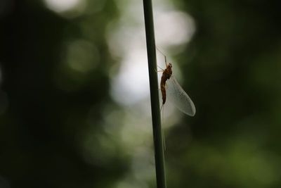 Insectes