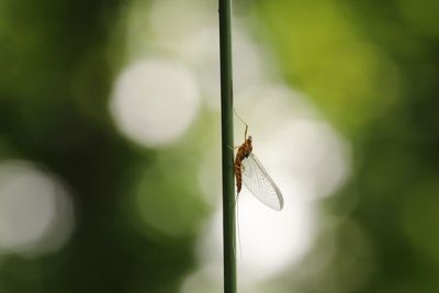 IMG_6952