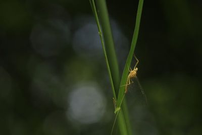 Insectes