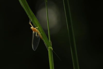Insectes