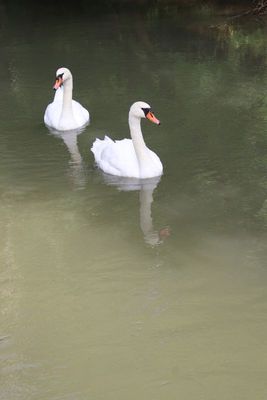 Canards et cygnes