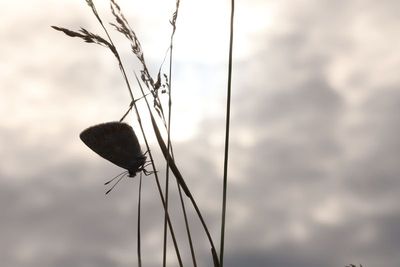 Papillons - Butterflies of our region
