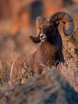 Bighorn Sheep 2