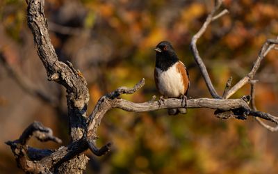 Spotted Towhee
