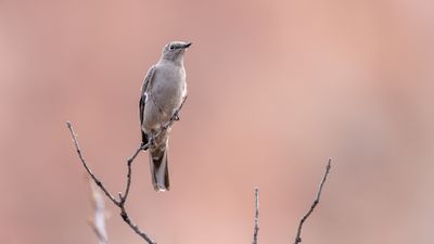 Townsends Solitaire 1