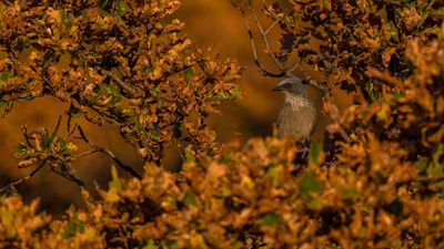 Woodhouse's Scrub Jay 1