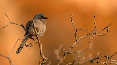 Woodhouse's Scrub Jay 2