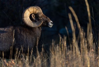 Bighorn Sheep 3