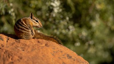 Least Chipmunk