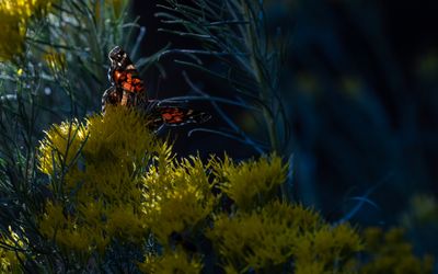 Unknown Colorado Butterfly