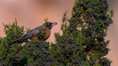 Robin And Juniper