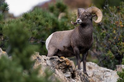 Bighorn Sheep 5