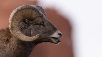 Bighorn Sheep Exhaust