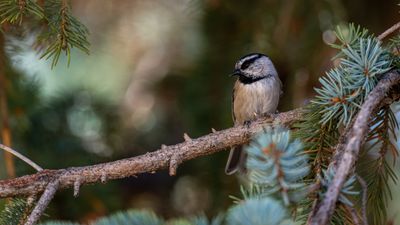 Mountain Chickadee 1