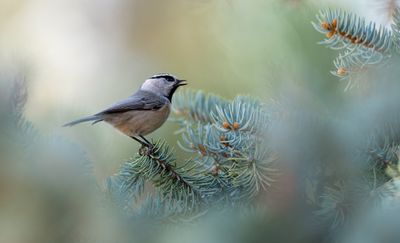 Mountain Chickadee 2