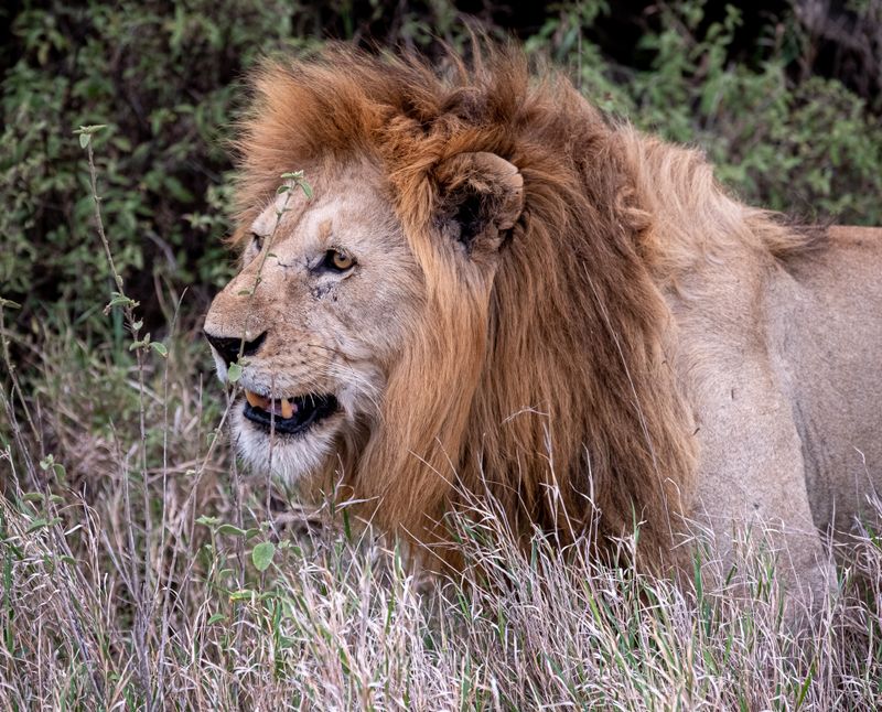  Pater familias portrait, Serengeti SP, Tanzania-2325-41.jpg