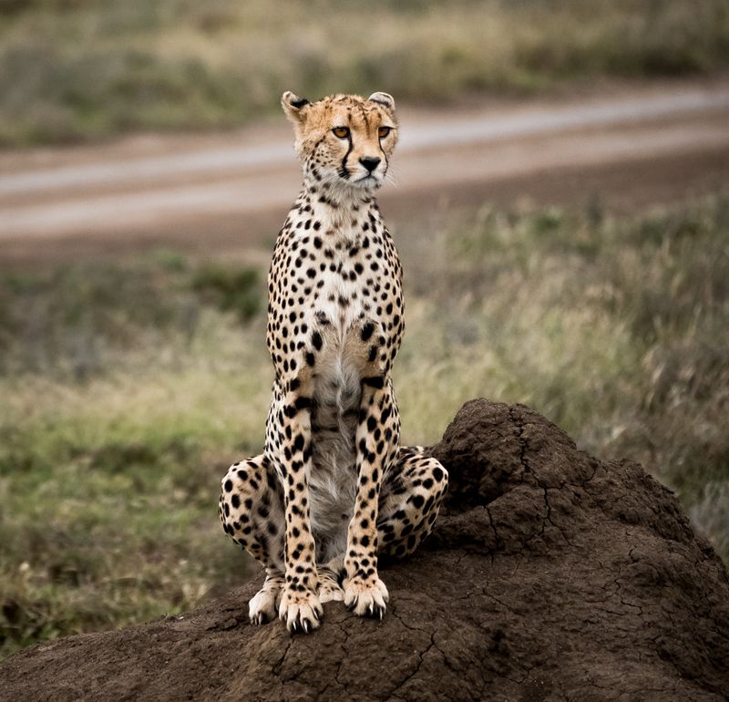 Cheeta, Serengeti SP, Tanzania-2006-30.jpg