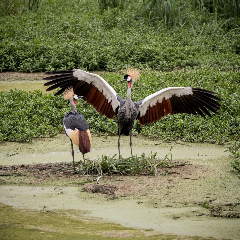 Grey Crowned Crane Mating Dance, Serengeti SP, Tanzania-6151-98.jpg