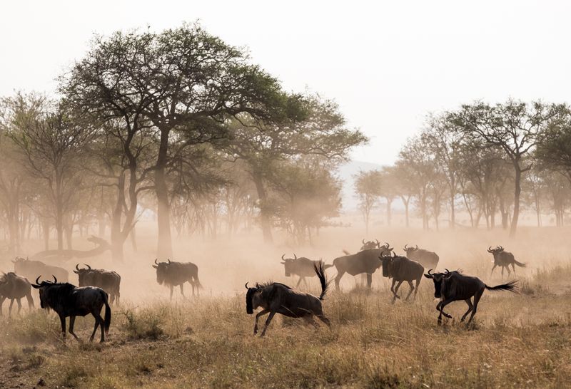 Prancing Wildebeest, Serengeti SP, Tanzania-6796-101.jpg