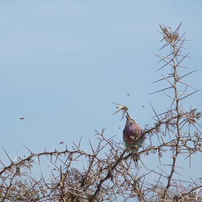   Lilac-breasted Roller with a catch, Ngorongoro SP, Tanzania-8089-124.jpg