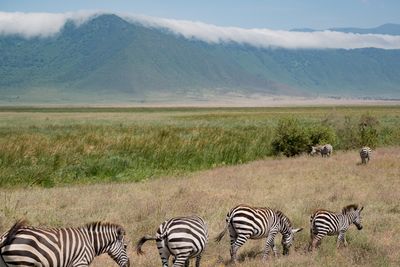   Ngorongoro SP, Tanzania-8073-123.jpg