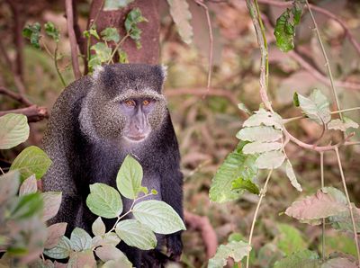  Blue Monkey, Lake Manyara SP, Tanzania-0749-12.jpg