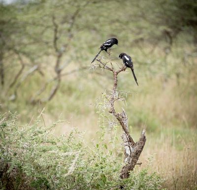  Magpie Shrike, Serengeti SP, Tanzania-6954-104.jpg