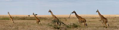  Serengeti SP, Tanzania-4181-77.jpg
