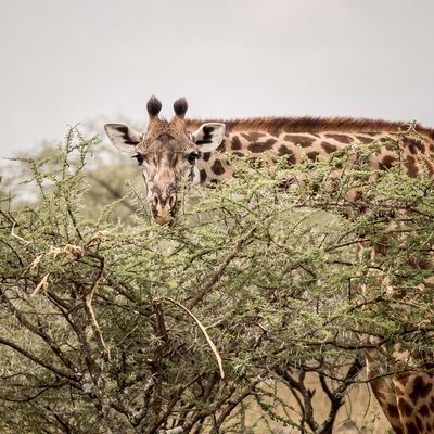 Serengeti SP, Tanzania-6943-103.jpg