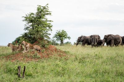 Tarangire SP, Tanzania-0583-11.jpg