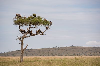 Waiting for a meal, Serengeti SP, Tanzania-4262-78.jpg