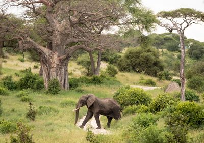 African Elephant and Baobab, Tarangire SP, Tanzania-0211-1.jpg