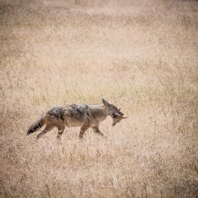 African Golden Wolf, Ngorongoro SP, Tanzania-7987-120.jpg