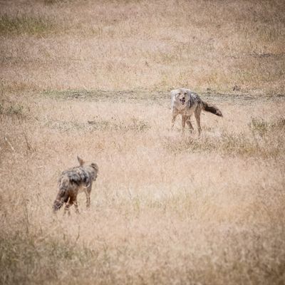 African Golden Wolf, Ngorongoro SP, Tanzania-7997-121.jpg