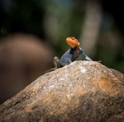 Agaminae Family lizard, Lake Manyara SP, Tanzania-1052-20.jpg