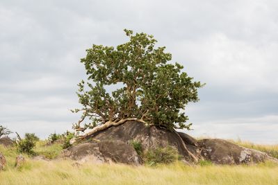 Ancient rocks, Serengeti SP, Tanzania-3277-57.jpg