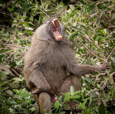 Baboon's Threat, Lake Manyara SP, Tanzania-0764-13.jpg