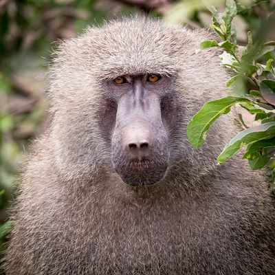 Baboon, Lake Manyara SP, Tanzania-0767-14.jpg