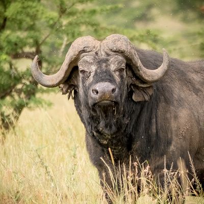 Cape (African) Buffalo, Serengeti SP, Tanzania-3729-63.jpg
