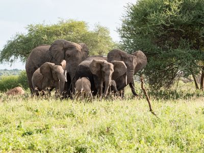 Close Family, Tarangire SP, Tanzania-0493-9.jpg