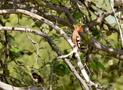 Common Hoopoe, Tarangire SP, Tanzania-0239-2.jpg